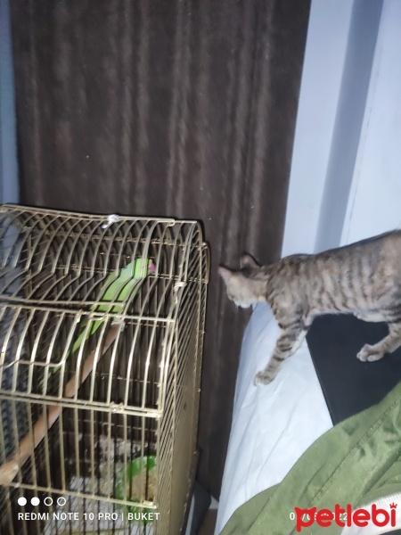 Tekir Kedi, Kedi  Bella Mia fotoğrafı