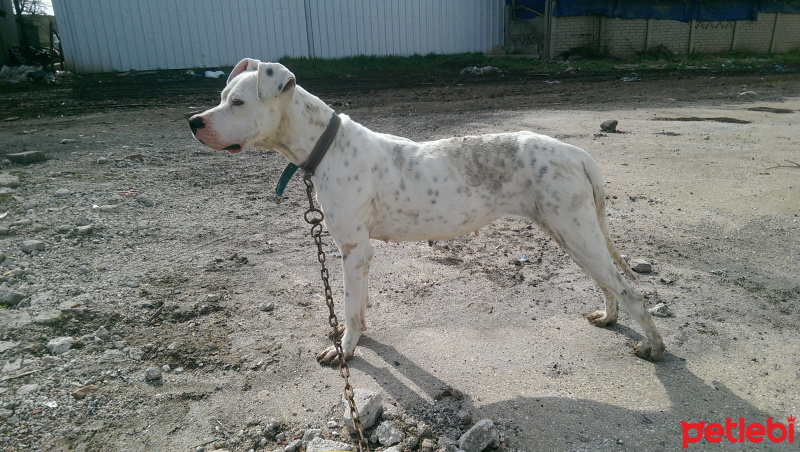 Dogo Arjantin, Köpek  Linda fotoğrafı