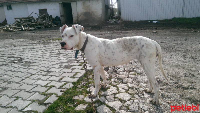 Dogo Arjantin, Köpek  Linda fotoğrafı