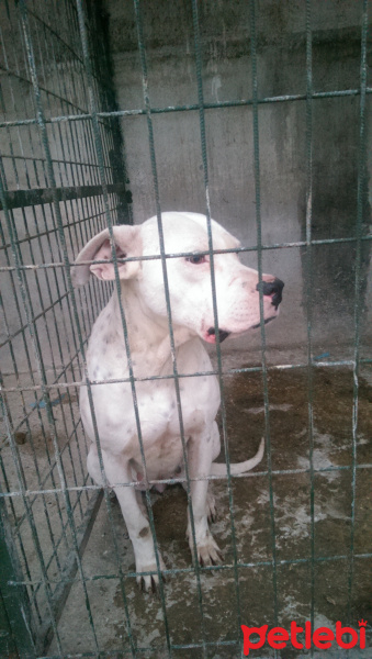 Dogo Arjantin, Köpek  Linda fotoğrafı