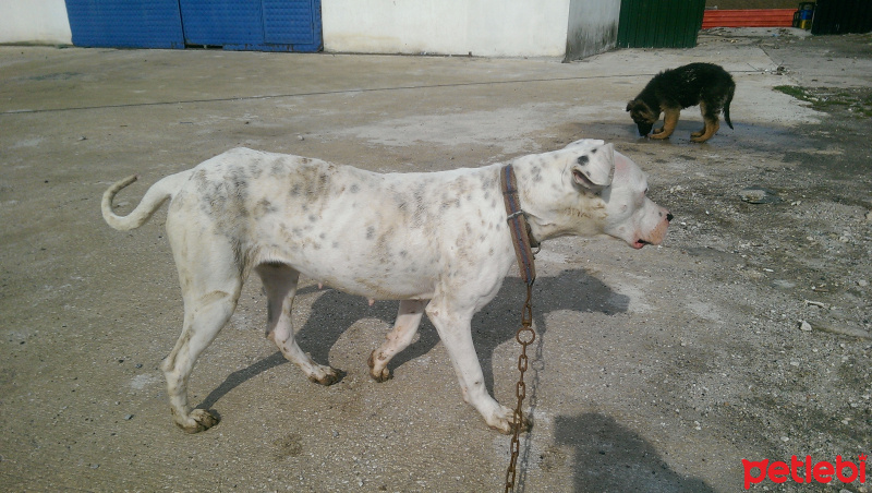 Dogo Arjantin, Köpek  Linda fotoğrafı