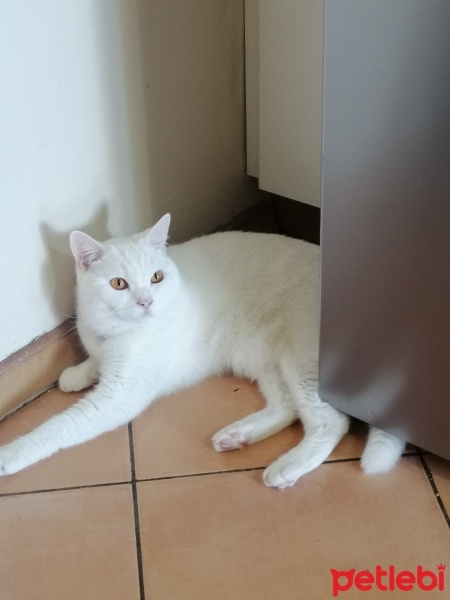 British Shorthair, Kedi  Pamuk fotoğrafı