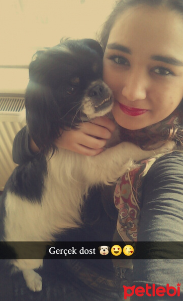 Pekingese, Köpek  HEKTOR fotoğrafı