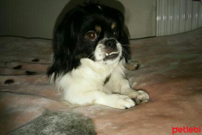 Pekingese, Köpek  HEKTOR fotoğrafı