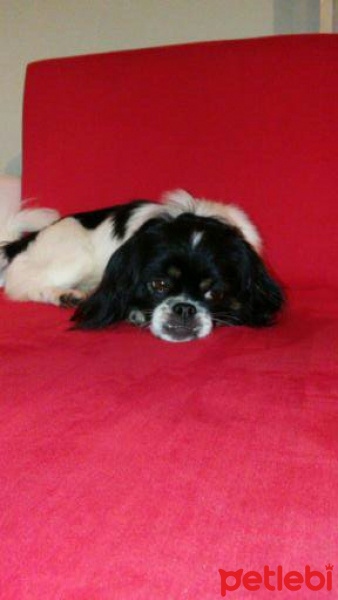 Pekingese, Köpek  HEKTOR fotoğrafı