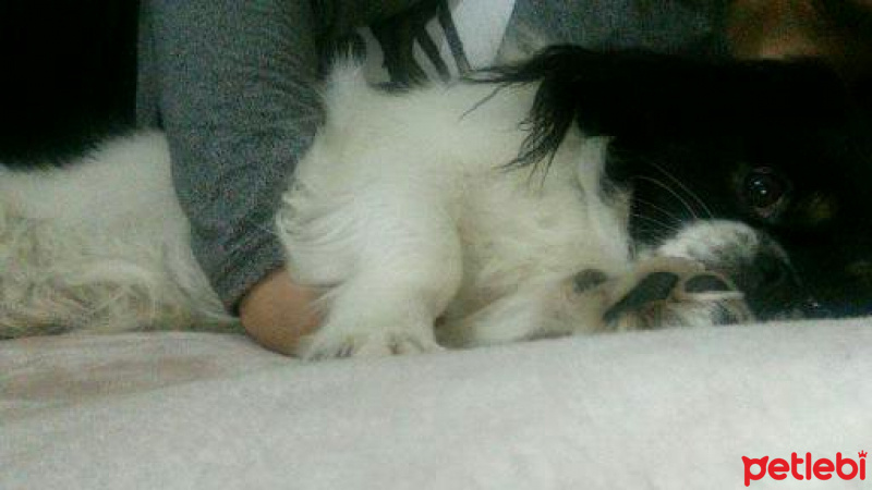 Pekingese, Köpek  HEKTOR fotoğrafı