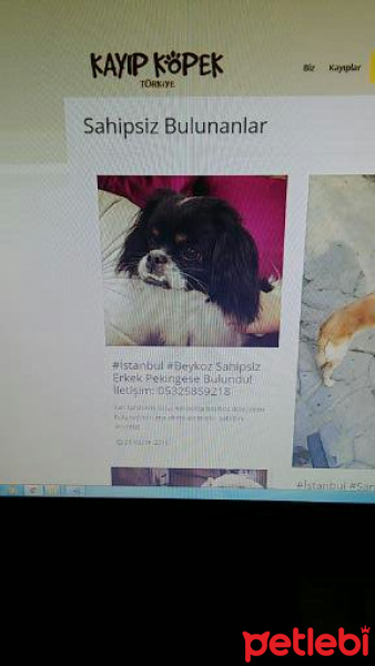 Pekingese, Köpek  HEKTOR fotoğrafı