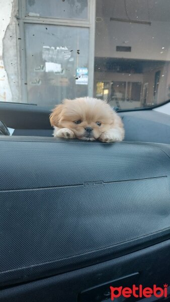 Pekingese, Köpek  Süslü fotoğrafı