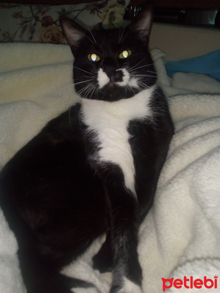 Soke, Kedi  Smokin fotoğrafı