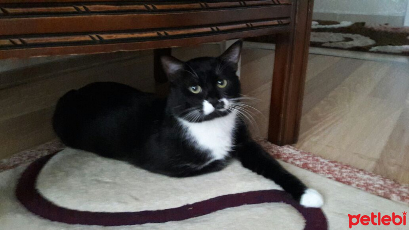 Soke, Kedi  Smokin fotoğrafı