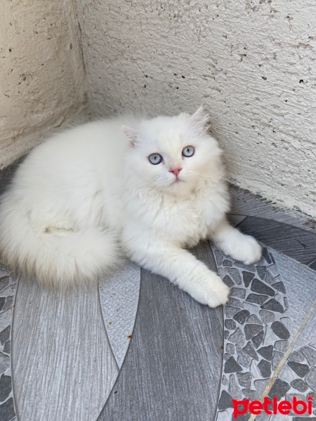 Scottish Fold, Kedi  Ponçik fotoğrafı