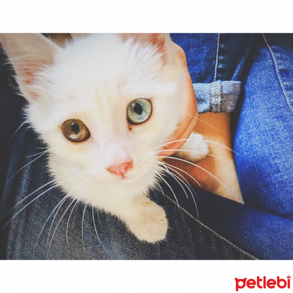 Van Kedisi, Kedi  Şita fotoğrafı