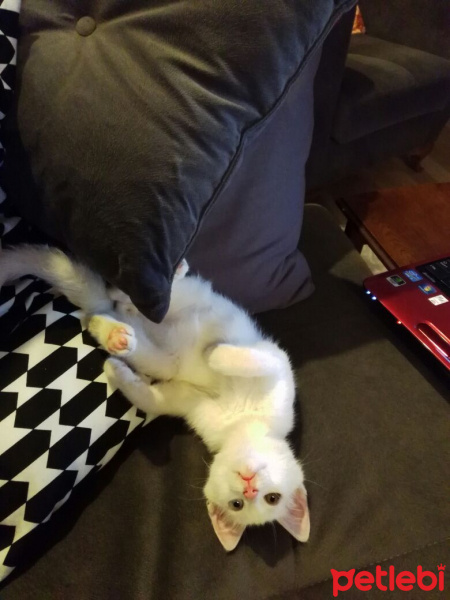 Van Kedisi, Kedi  Şita fotoğrafı