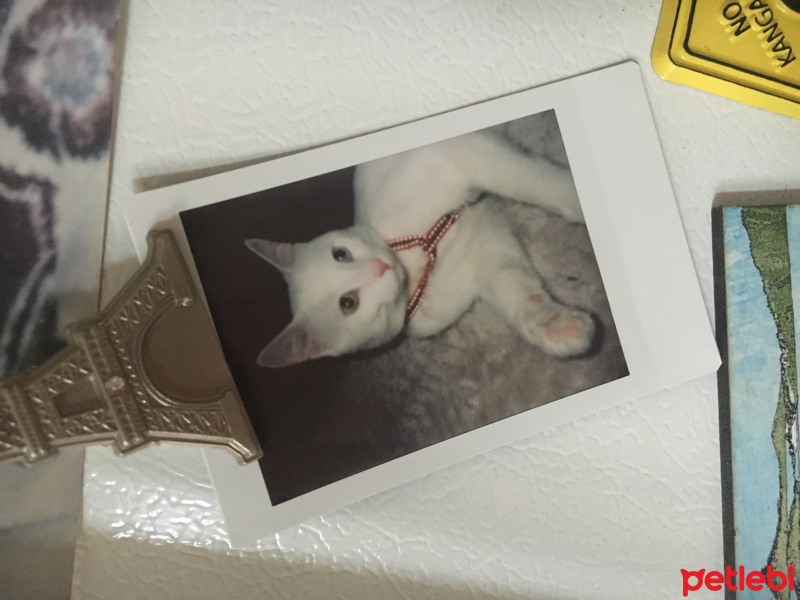 Van Kedisi, Kedi  Şita fotoğrafı