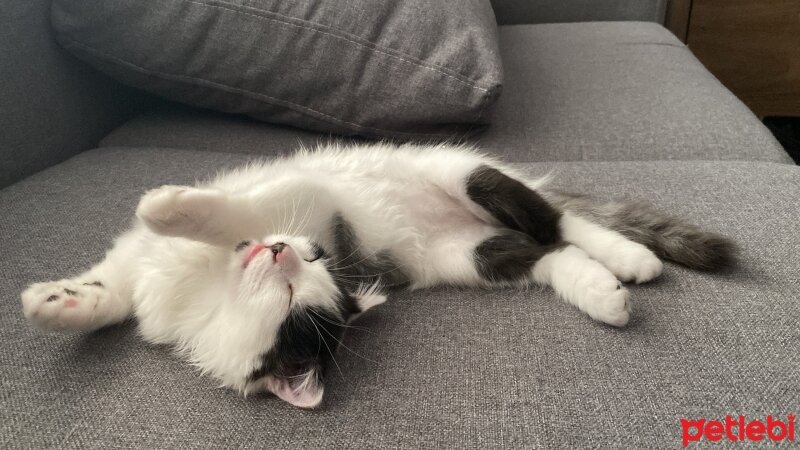 Scottish Fold, Kedi  Coconut fotoğrafı