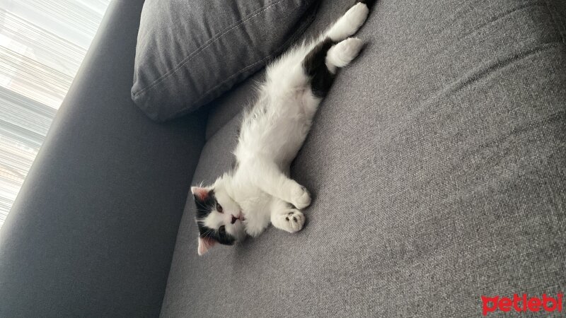 Scottish Fold, Kedi  Coconut fotoğrafı