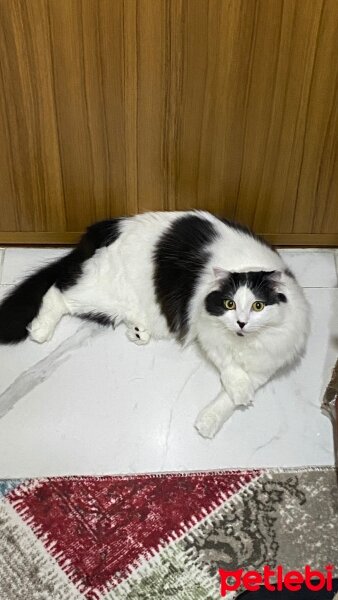 Scottish Fold, Kedi  Coconut fotoğrafı