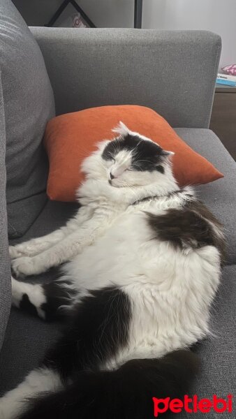 Scottish Fold, Kedi  Coconut fotoğrafı