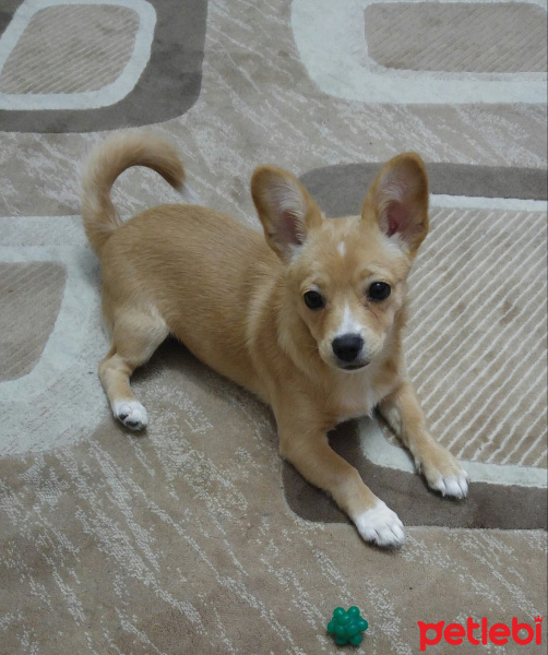 Chihuahua, Köpek  Tarçın fotoğrafı