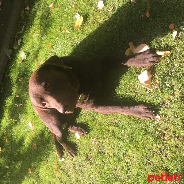 Labrador Retriever, Köpek  barney fotoğrafı