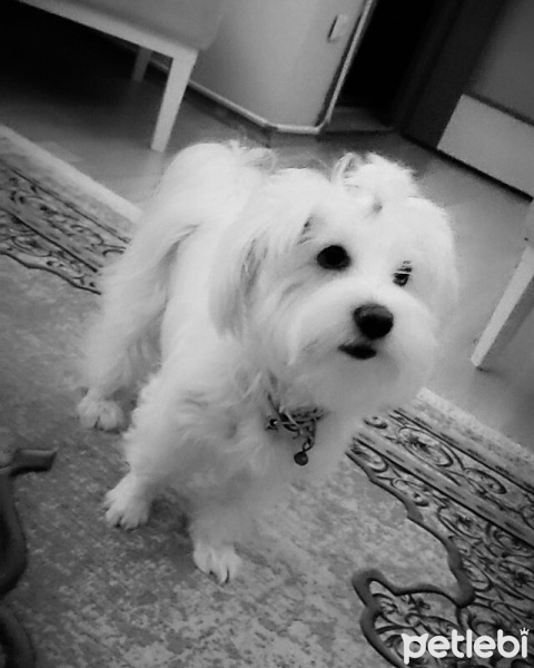 Maltese, Köpek  LiLA fotoğrafı