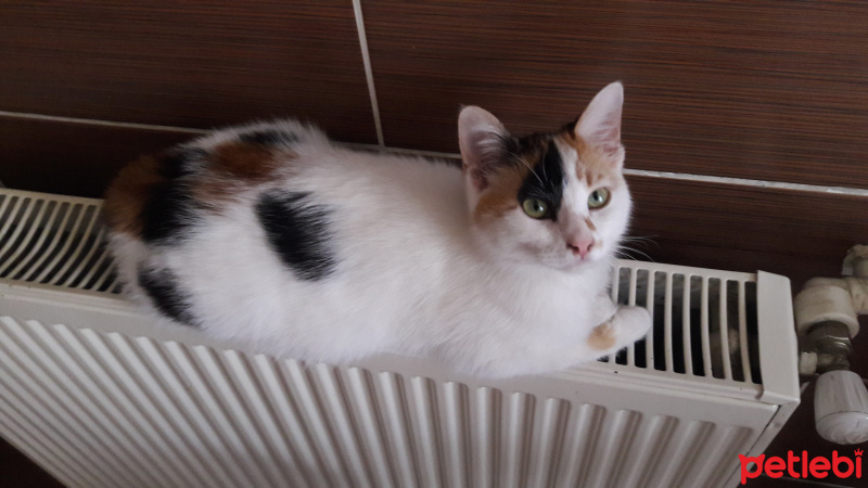 Tekir Kedi, Kedi  şirin fotoğrafı