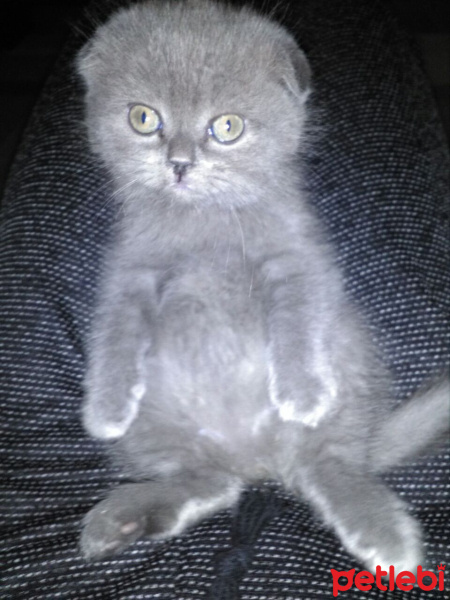 Scottish Fold, Kedi  mucize fotoğrafı