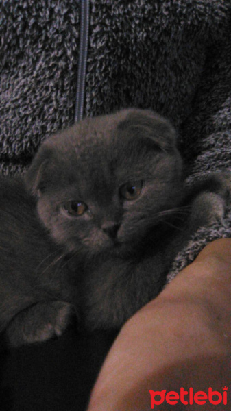 Scottish Fold, Kedi  mucize fotoğrafı