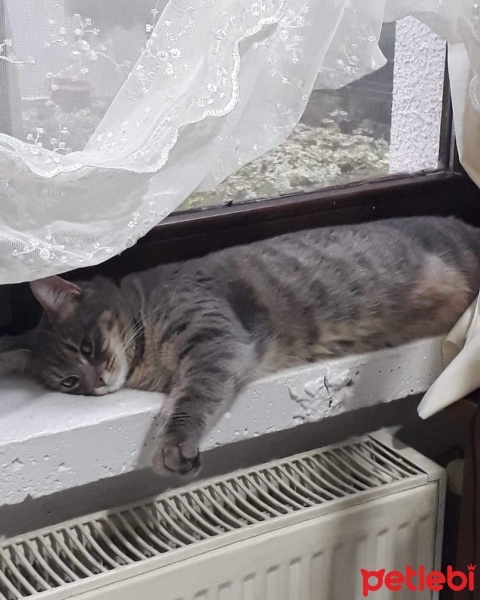 Abyssinian, Kedi  Bihter fotoğrafı