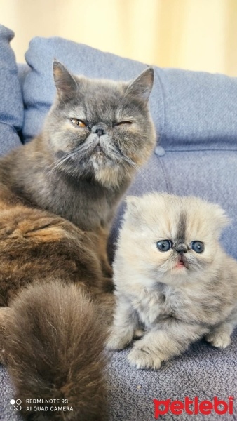 Exotic Shorthair, Kedi  Pati fotoğrafı