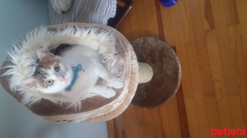 Soke, Kedi  Maffin fotoğrafı