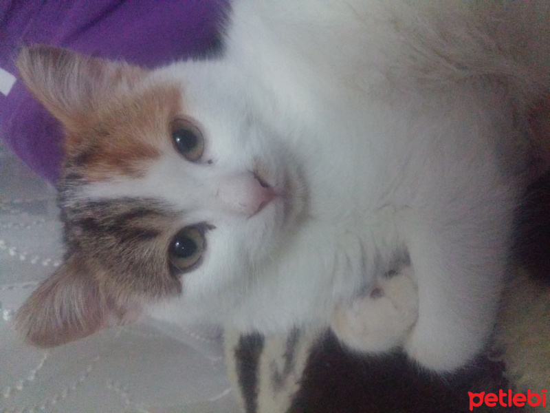 Soke, Kedi  Maffin fotoğrafı