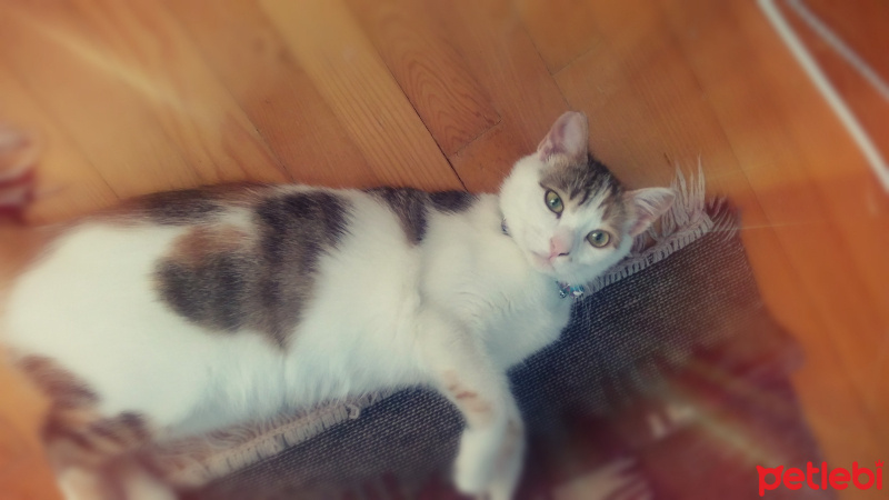 Soke, Kedi  Maffin fotoğrafı