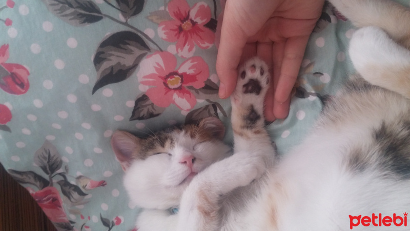 Soke, Kedi  Maffin fotoğrafı