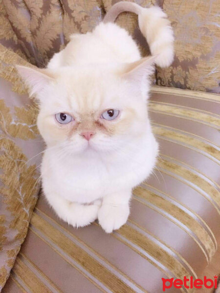 Exotic Shorthair, Kedi  AYAZ fotoğrafı