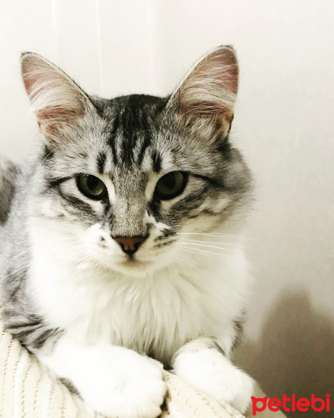 Maine Coon, Kedi  Minnoş fotoğrafı