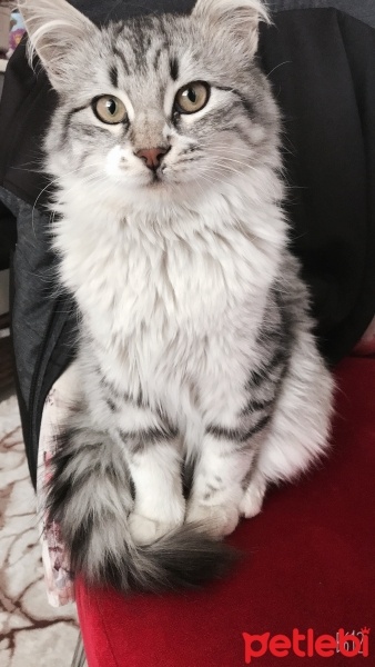 Maine Coon, Kedi  Minnoş fotoğrafı