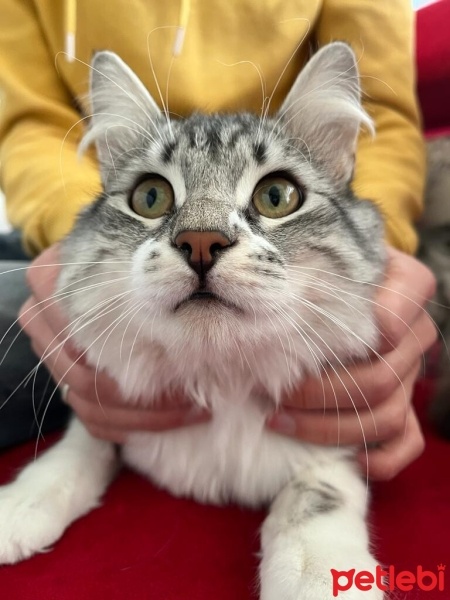 Maine Coon, Kedi  Minnoş fotoğrafı