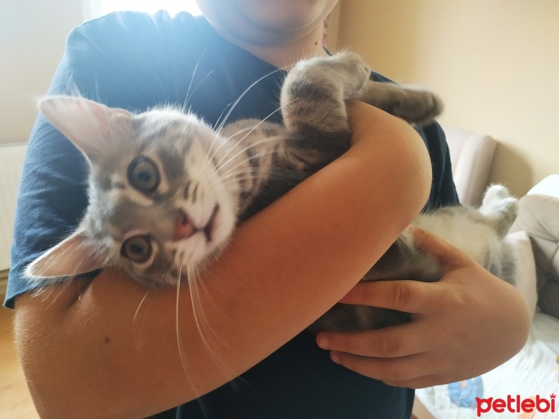 Tekir Kedi, Kedi  Bulut fotoğrafı