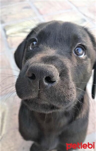 Golden Retriever, Köpek  Bobi fotoğrafı