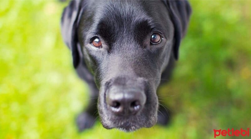 Golden Retriever, Köpek  Bobi fotoğrafı