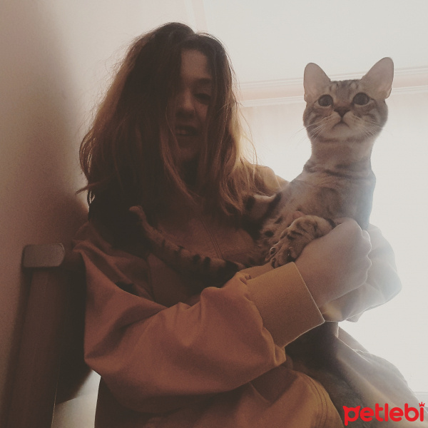 Bengal, Kedi  Oscar fotoğrafı