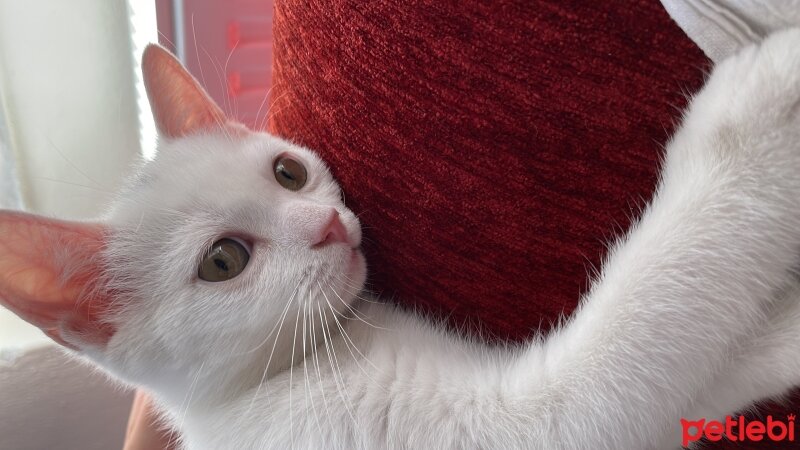 British Shorthair, Kedi  pan fotoğrafı