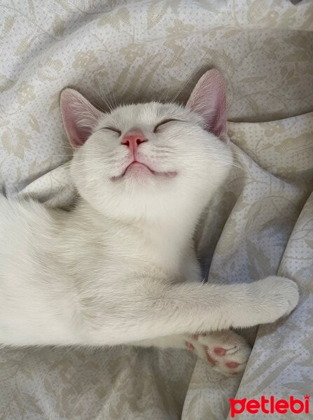 British Shorthair, Kedi  pan fotoğrafı