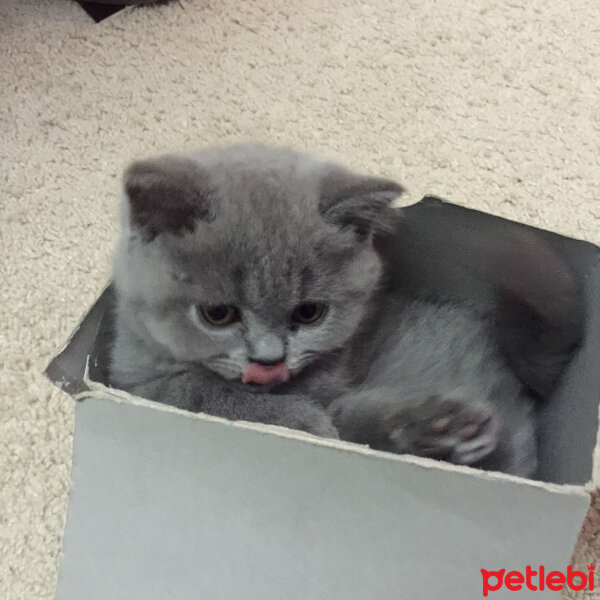 British Shorthair, Kedi  Dali fotoğrafı