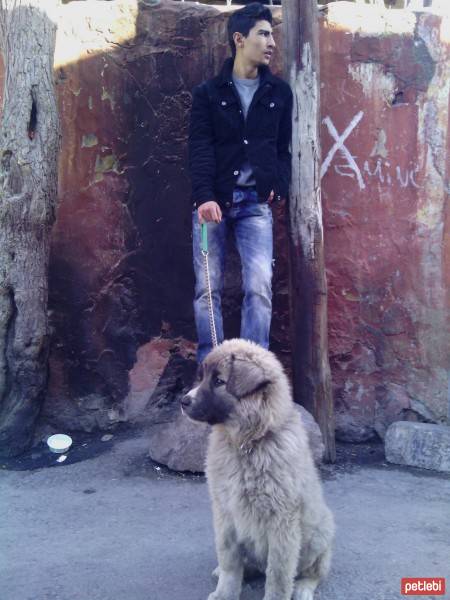 Kangal, Köpek  Yetiş  fotoğrafı