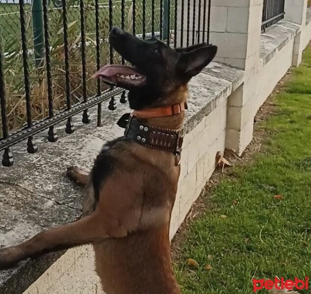 Belçika Malinois, Köpek  Dark fotoğrafı