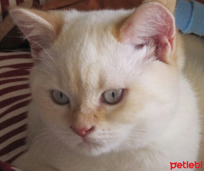 British Shorthair, Kedi  Zambak fotoğrafı