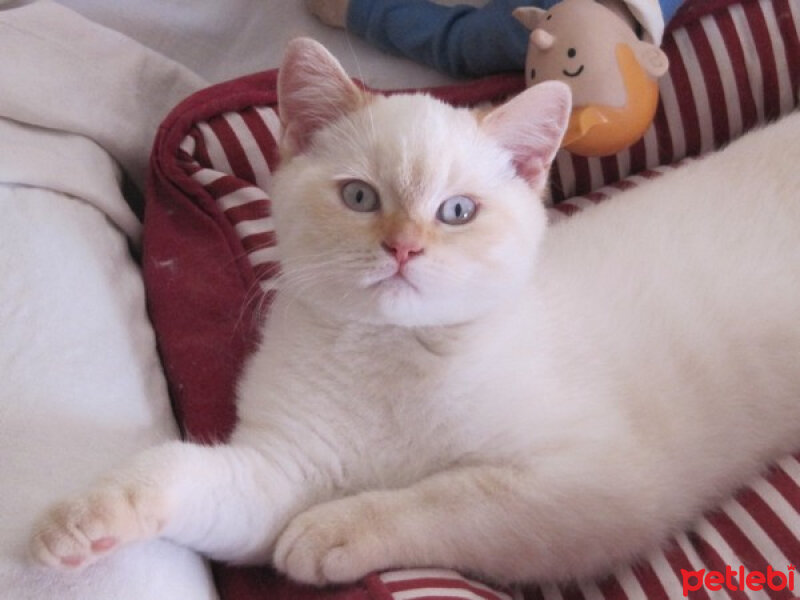 British Shorthair, Kedi  Zambak fotoğrafı