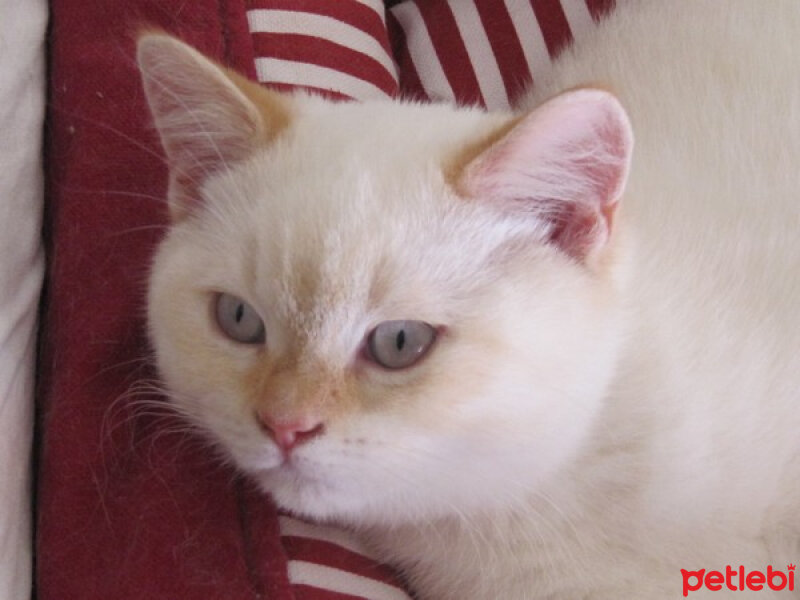 British Shorthair, Kedi  Zambak fotoğrafı